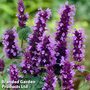 Agastache Little Adder