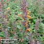 Agastache aurantiaca 'Apricot Sprite'