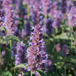 Agastache 'Beelicious Purple'