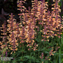 Agastache rugosa 'Peachie Keen'