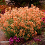 Agastache 'Poquito Orange'