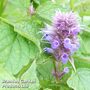 Agastache rugosa