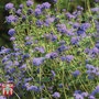 Ageratum 'Everest Blue'