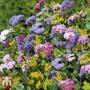 Ageratum houstonianum 'Timeless Mixed' - Seeds