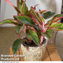 Aglaonema 'Crete'