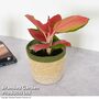 Aglaonema Orange Star