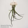 Airplant (Tillandsia) in Sea Urchin