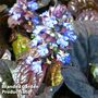 Ajuga reptans 'Mahogany'