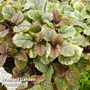 Ajuga 'Golden Beauty'