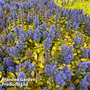 Ajuga Feathered Friends 'Petite Parakeet'