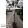 Albizia julibrissin 'Evy's Pride'