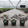 Albizia julibrissin 'Chocolate Fountain'