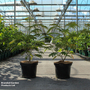 Albizia julibrissin 'Rouge de Tuilière'