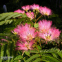 Albizia julibrissin 'Tropical Dream'