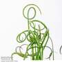 Albuca spiralis 'Frizzle Sizzle'