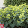 Alchemilla mollis 'Thriller'