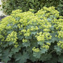 Alchemilla mollis 'Thriller'