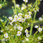 Alisma parviflora (Marginal Aquatic)