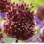 Allium 'Red Mohican'