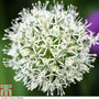 Allium stipitatum 'Mount Everest'