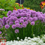 Allium 'Millenium'