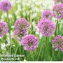 Allium 'Serendipity'