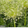 Allium schubertii 'Arctic Snow'