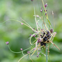 Allium scorodoprasum 'Art'