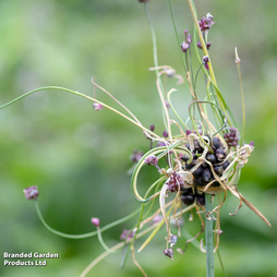 Allium scorodoprasum 'Art'