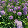 Allium senescens