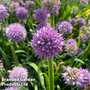 Allium senescens