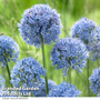 Allium caeruleum