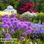 Allium 'Globemaster'