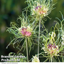 Allium 'Hair'