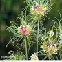 Allium 'Hair'