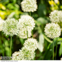 Allium stipitatum 'Mount Everest'