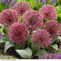 Allium nevskianum