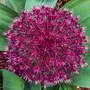 Allium nevskianum
