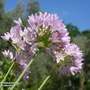 Allium roseum