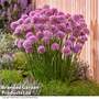 Allium 'Serendipity'