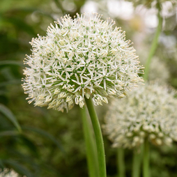 Allium stipitatum 'White Giant'