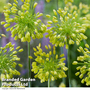 Allium 'Yellow Fantasy'