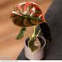 Alocasia cuprea