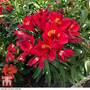 Alstroemeria 'Summer Lovely'