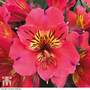 Alstroemeria 'Holiday Valley'