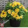 Alstroemeria 'Spring Valley' (Summer Paradise Series)