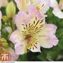 Alstroemeria 'Times Valley' (Summer Paradise Series)
