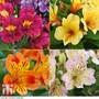 Nurserymans Choice Alstroemeria