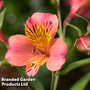 Alstroemeria 'Malaga Valley'