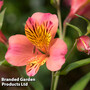 Alstroemeria 'Malaga Valley'